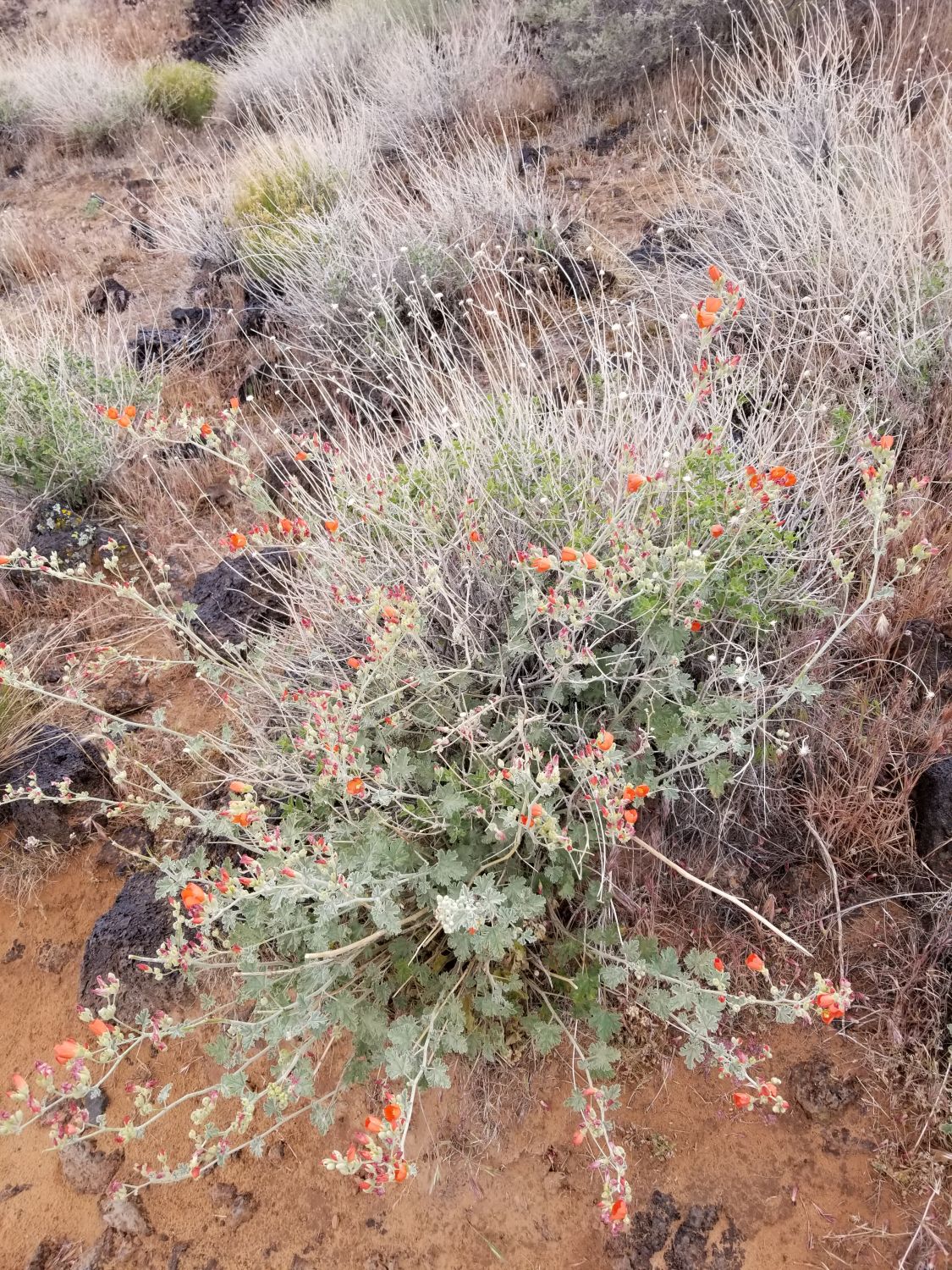 Snow Canyon State Park 